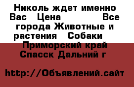 Николь ждет именно Вас › Цена ­ 25 000 - Все города Животные и растения » Собаки   . Приморский край,Спасск-Дальний г.